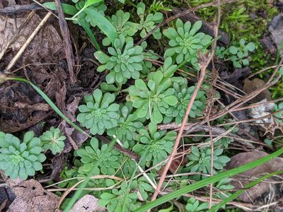 Sedum glaucophyllum, photographed by Rhonda Ridley