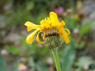 Senecio doronicum, photographed by Wolfgang Jauch