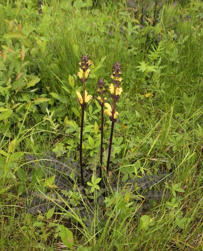 Pedicularis sceptrum-carolinum, photographed by Sigitas Juzėnas