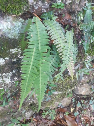 Blechnum asplenioides, photographed by David Román Arboleda