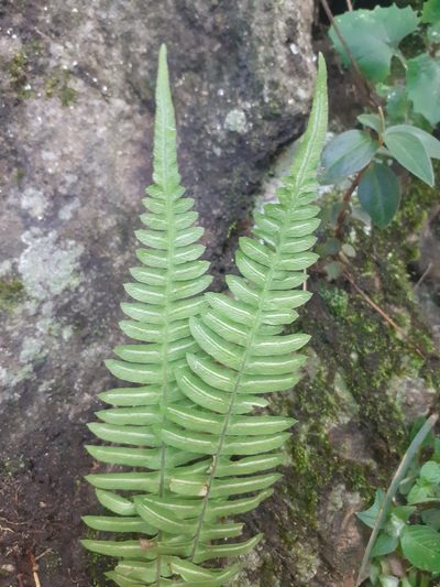 Blechnum asplenioides, photographed by David Román Arboleda