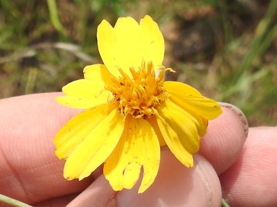 Thelesperma flavodiscum, photographed by Sam Kieschnick