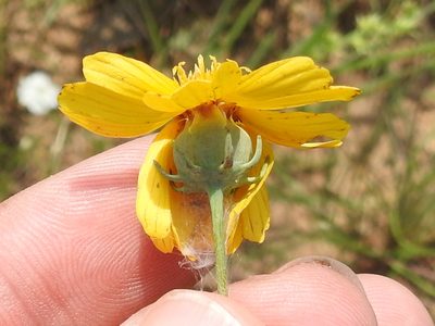 Thelesperma flavodiscum, photographed by Sam Kieschnick