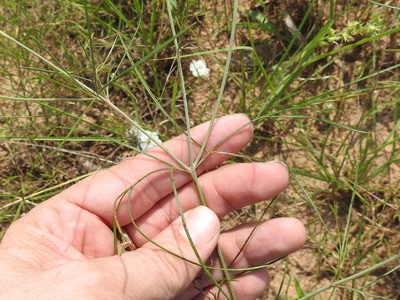 Thelesperma flavodiscum, photographed by Sam Kieschnick