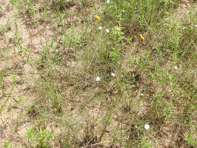 Thelesperma flavodiscum, photographed by Sam Kieschnick