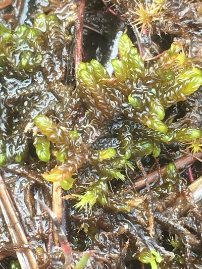 Scorpidium scorpioides, photographed by naturalist charlie