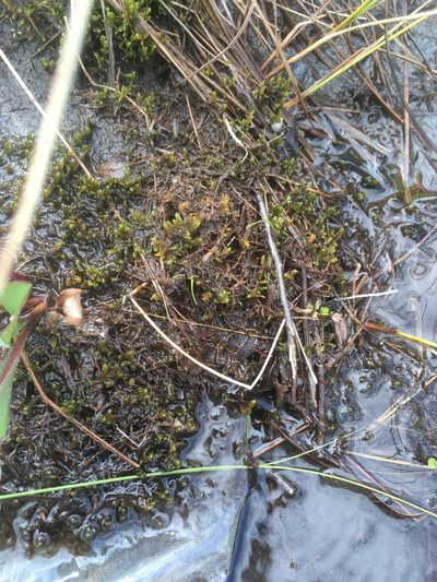 Scorpidium scorpioides, photographed by naturalist charlie