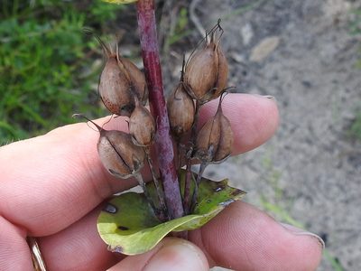 Penstemon murrayanus, photographed by Sam Kieschnick