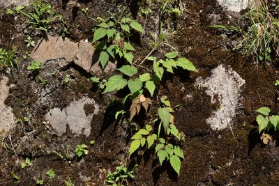 Astilbe longicarpa, photographed by 國立臺灣博物館