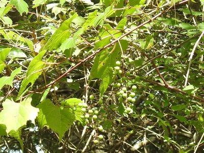 Vitis palmata, photographed by Sam Kieschnick