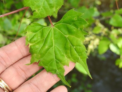 Vitis palmata, photographed by Sam Kieschnick