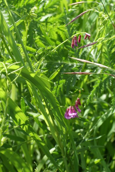 Vicia megalotropis, photographed by Oleg Kosterin