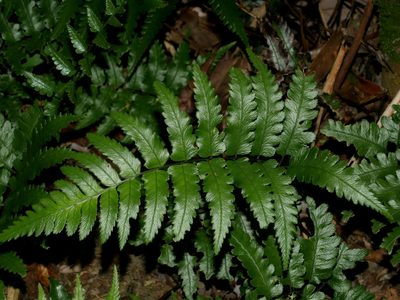 Diplazium mettenianum, photographed by Jacy Chen