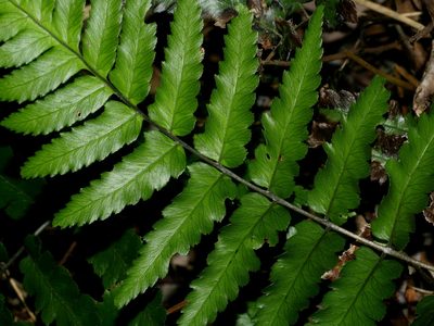 Diplazium mettenianum, photographed by Jacy Chen