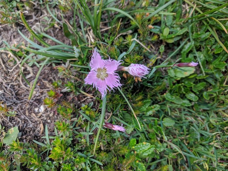 Dianthus sternbergii, photographed by Katrin Ellmaier