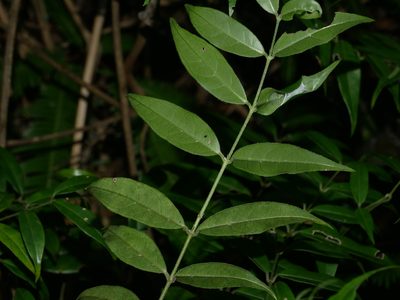 Coptosapelta diffusa, photographed by Jacy Chen