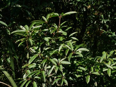 Rhododendron latoucheae, photographed by Jacy Chen