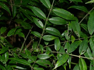 Coptosapelta diffusa, photographed by Jacy Chen