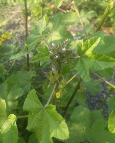 Malva verticillata, photographed by Юлия