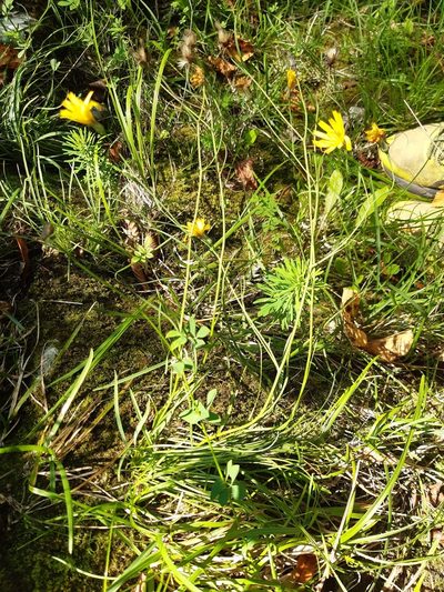 Hieracium porrifolium, photographed by Martin Scheuch