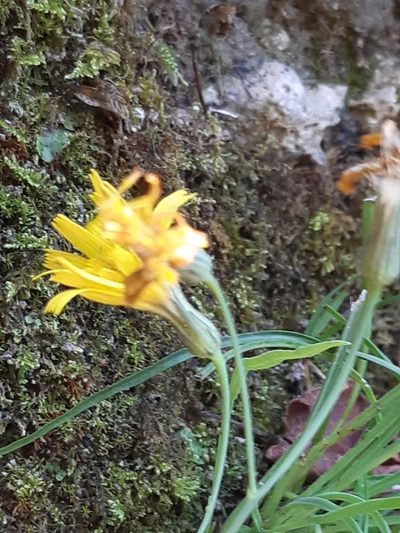 Hieracium porrifolium, photographed by Martin Scheuch