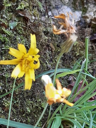 Hieracium porrifolium, photographed by Martin Scheuch