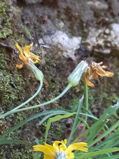 Hieracium porrifolium, photographed by Martin Scheuch