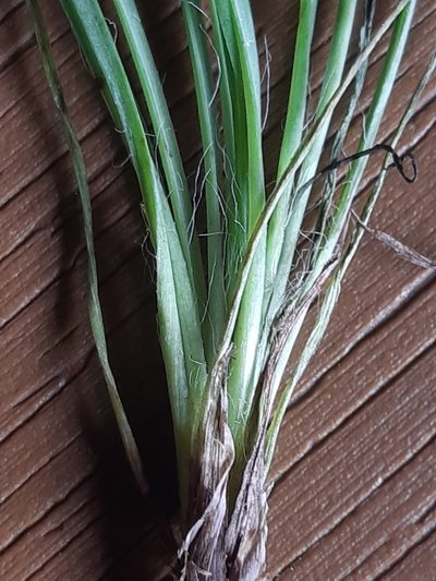 Hieracium porrifolium, photographed by Martin Scheuch