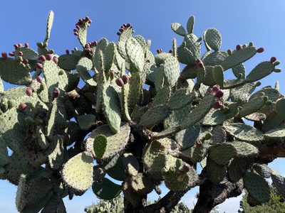 Opuntia hyptiacantha, photographed by P Gonzalez Zamora
