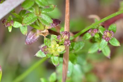 Galium californicum, photographed by Don Loarie