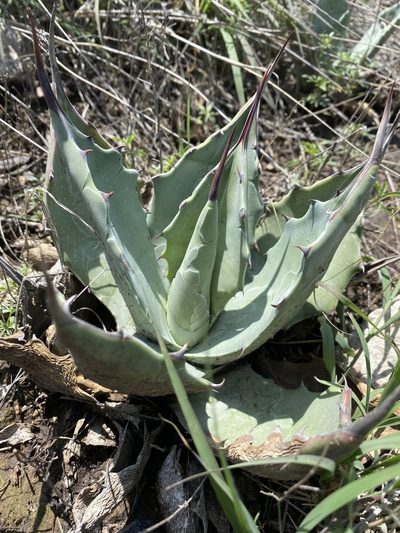 Agave flexispina, photographed by P Gonzalez Zamora