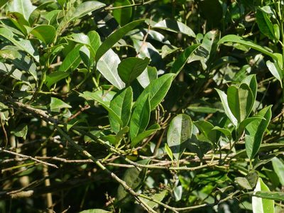 Itea oldhamii, photographed by Jacy Chen
