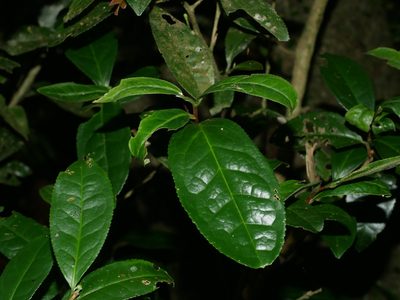 Camellia sinensis, photographed by Jacy Chen