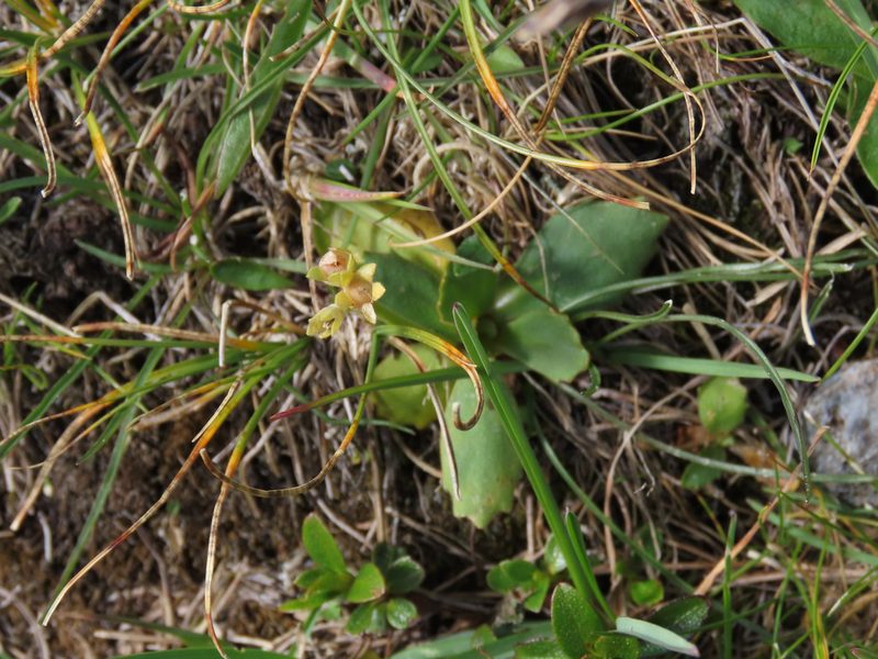 Primula daonensis, photographed by Emanuele Santarelli