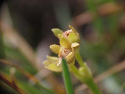 Primula daonensis, photographed by Emanuele Santarelli