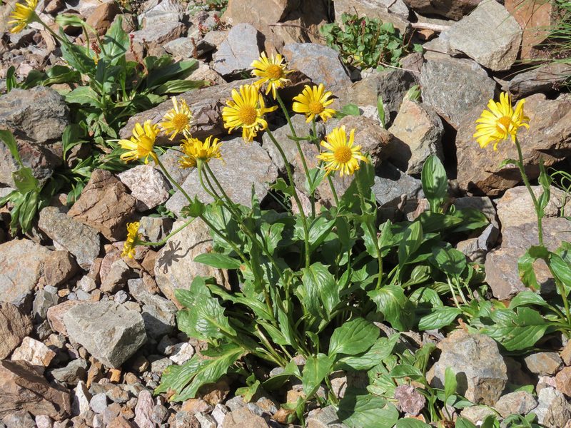Doronicum clusii, photographed by Emanuele Santarelli