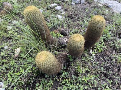 Coryphantha erecta, photographed by P Gonzalez Zamora