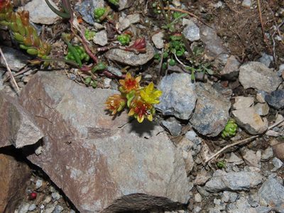 Sedum alpestre, photographed by Emanuele Santarelli