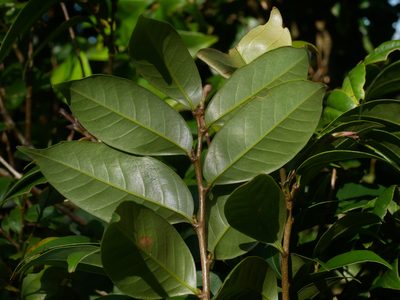 Lithocarpus uraianus, photographed by Jacy Chen