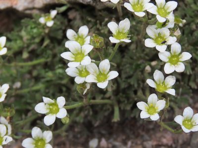 Saxifraga exarata, photographed by Emanuele Santarelli