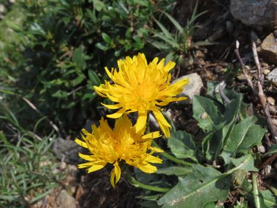 Scorzoneroides helvetica, photographed by Emanuele Santarelli