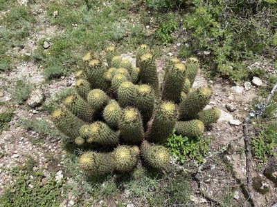 Coryphantha erecta, photographed by P Gonzalez Zamora
