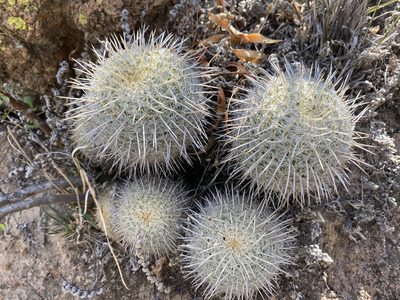Mammillaria muehlenpfordtii, photographed by P Gonzalez Zamora