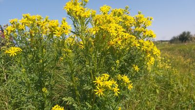 Senecio eremophilus, photographed by tonyblake