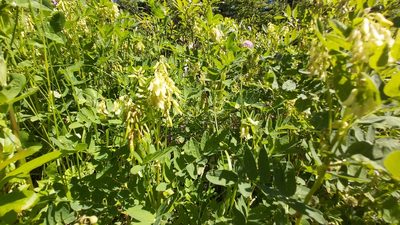 Astragalus americanus, photographed by tonyblake
