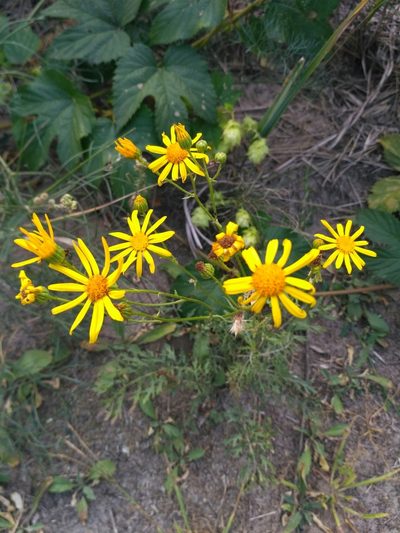 Jacobaea borysthenica, photographed by Igor Balashov