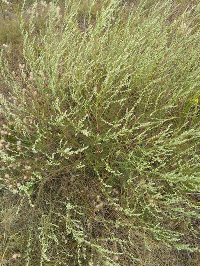 Artemisia marschalliana, photographed by Igor Balashov