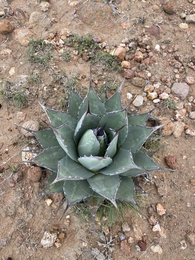Agave flexispina, photographed by P Gonzalez Zamora