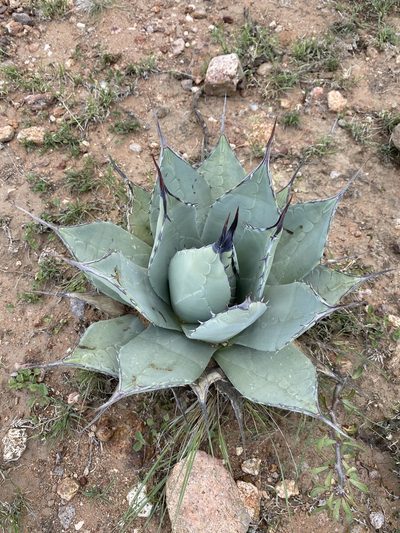 Agave flexispina, photographed by P Gonzalez Zamora