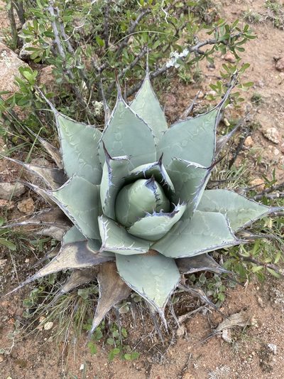 Agave flexispina, photographed by P Gonzalez Zamora